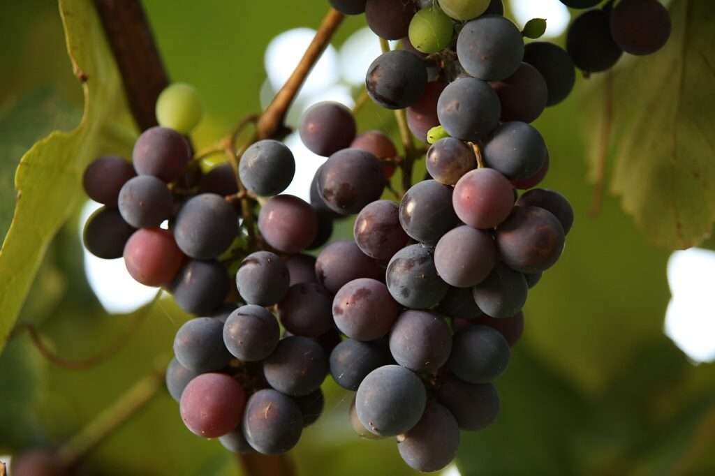 About Global Grape