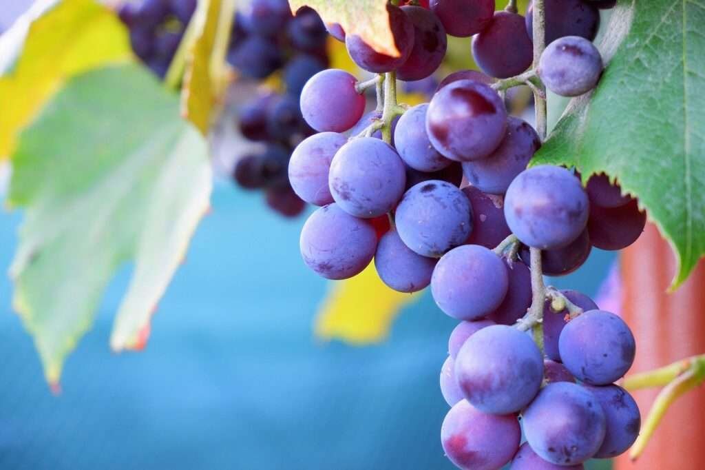 Global Grape Shortage